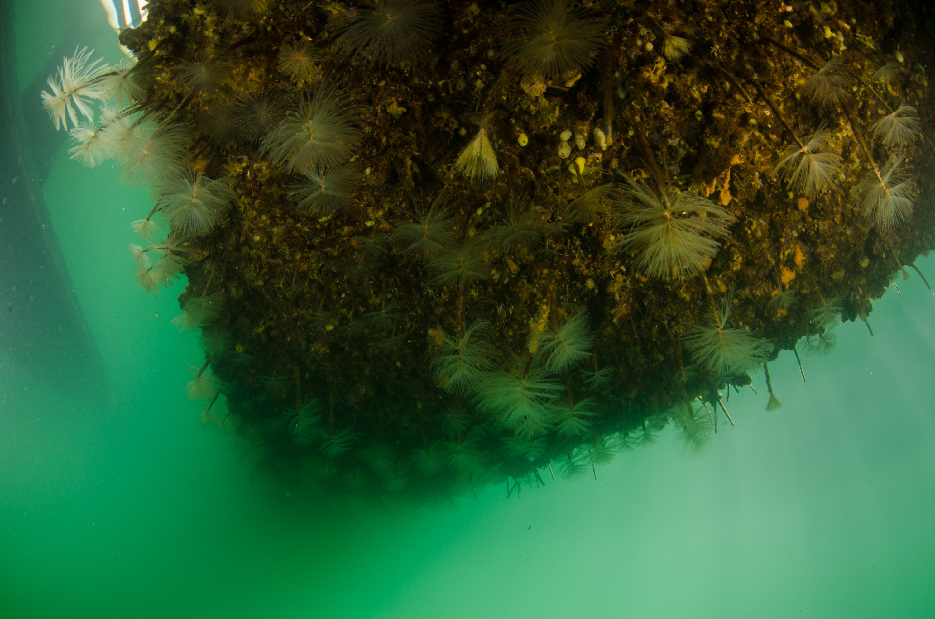 DSC_2972 – Mediterranean, fanworm, Sabella, spallanzanii, marine, pest, Auckland, underwater, crispin, nz, new, zealand, new zealand, fan, worm, marine, pest, invasive, Biosecurity